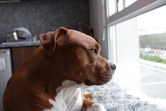 Canine PTSD.