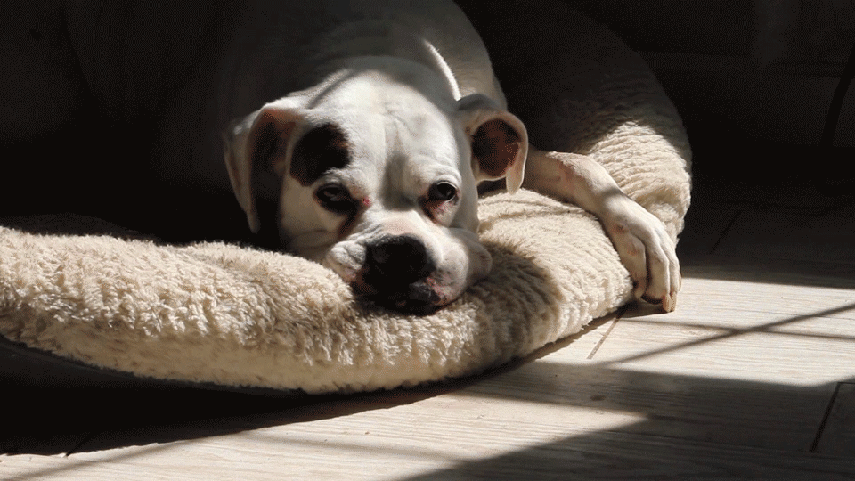 "How Names and Labels Affect Your Dog’s Behavior."
