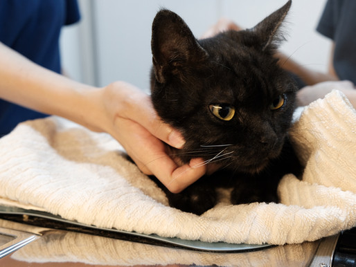 甲亢貓居家照護重點|Hyperthyroidism Cat Home Care Focuses