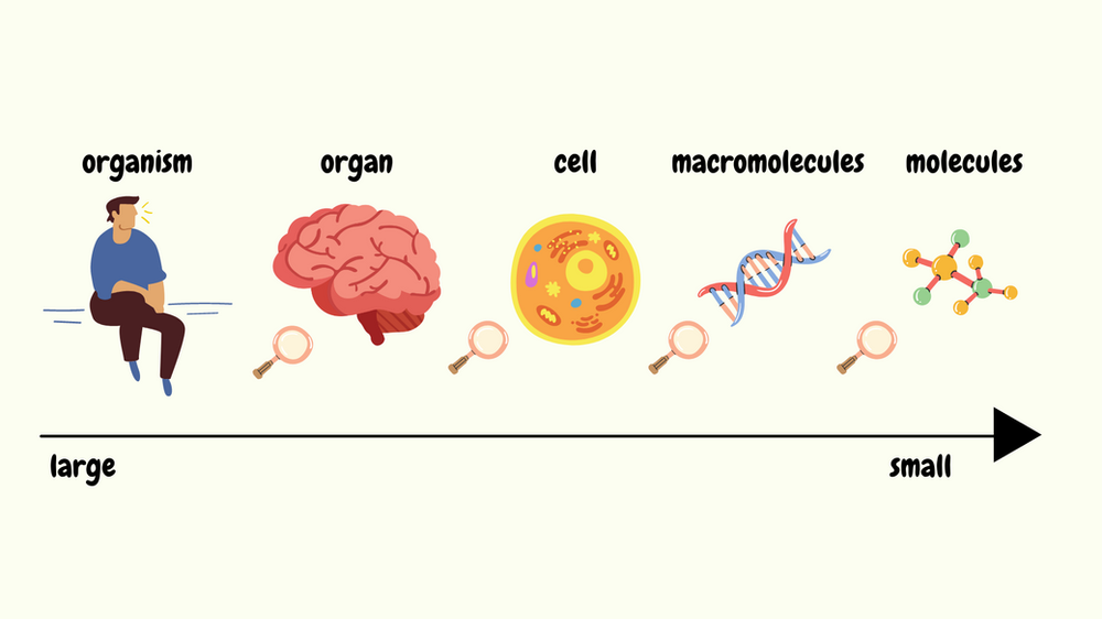 Best free and paid software for scientific illustrations