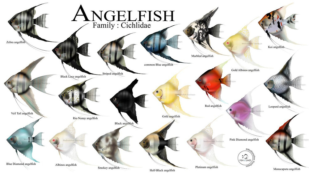 Angelfish family scientific illustration Fish and Lines