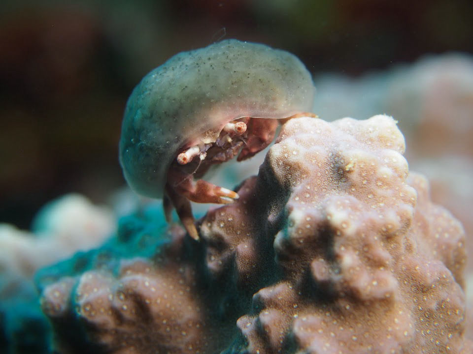 カイカムリの仲間