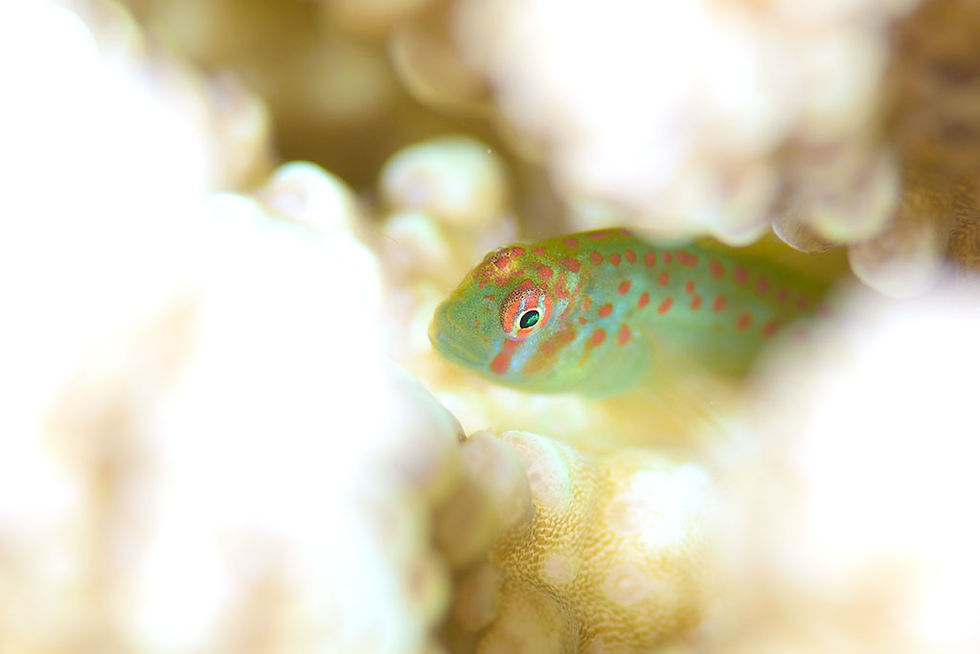 アカテンコバンハゼ
