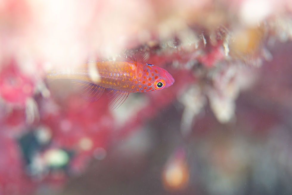 エリホシベニハゼ（石垣島）