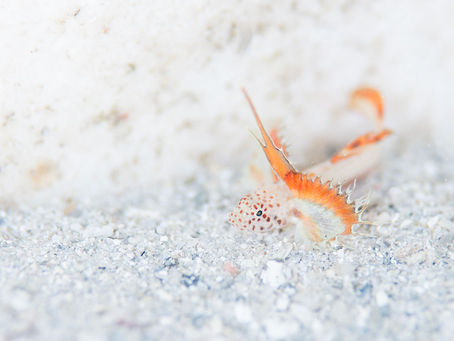 シーズンスタート