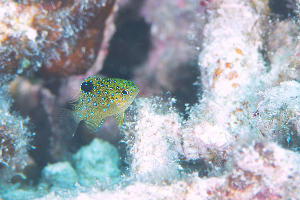 ルリホシスズメダイ幼魚