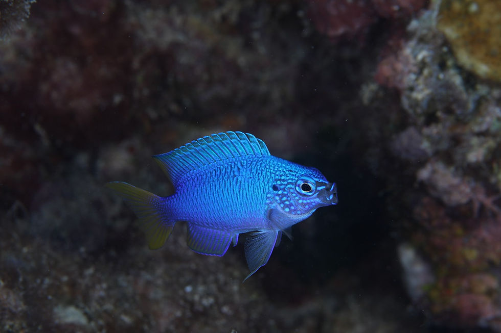 クジャクスズメダイ