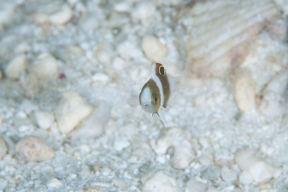 ダンダラスズメダイ幼魚（撮影／ジョー）