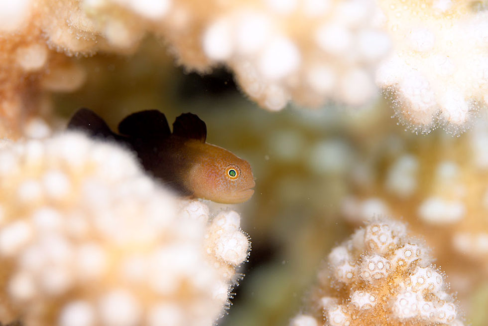 ダルマハゼsp(石垣島)