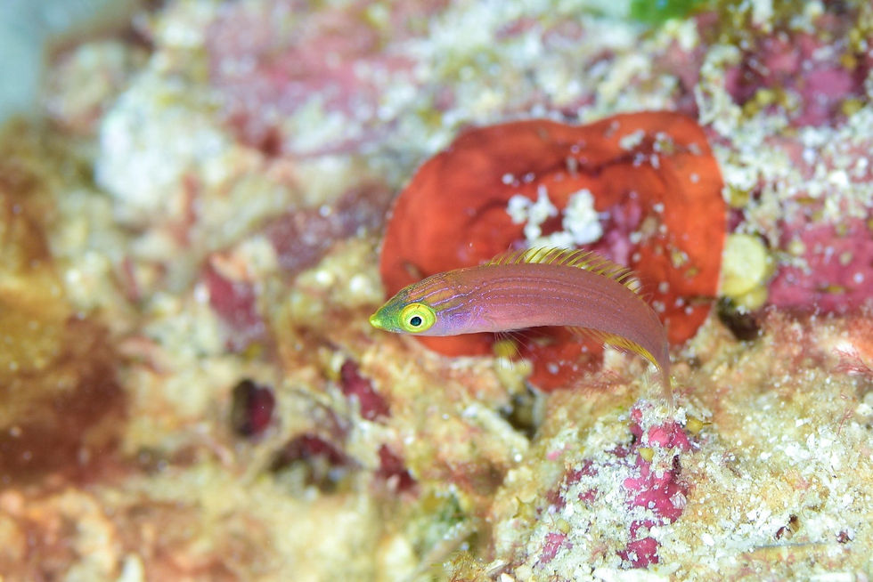 オグロベラ幼魚