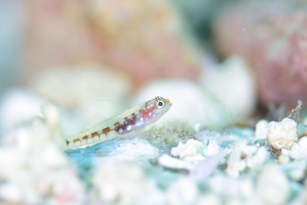 シズクイソハゼ