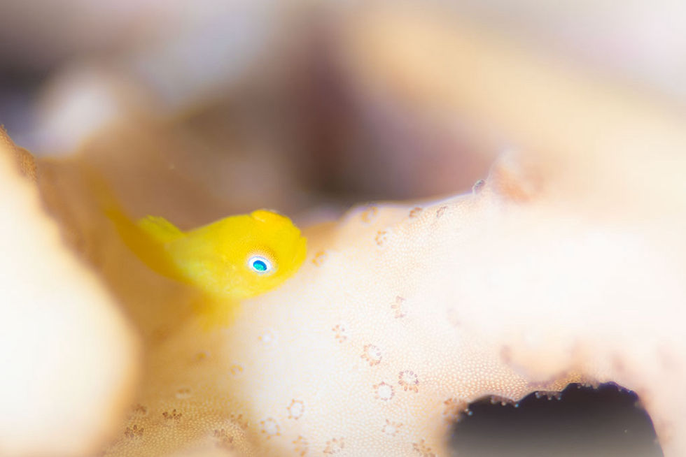 アカネダルマハゼ幼魚