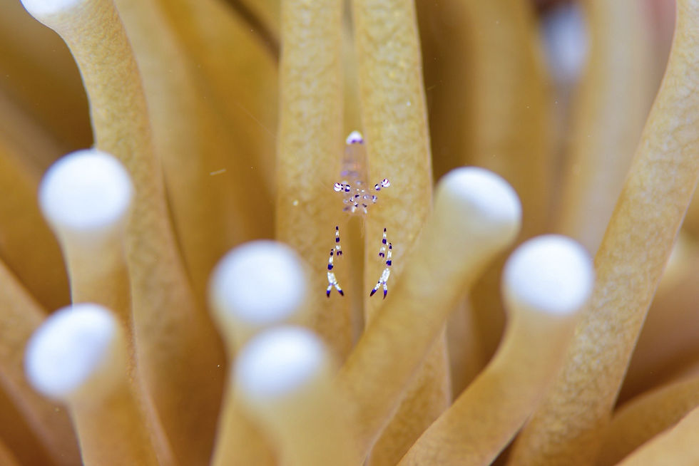 ニセアカホシカクレエビ