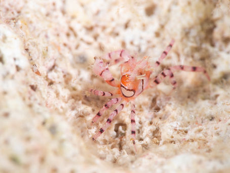 ニセキンチャクガニ