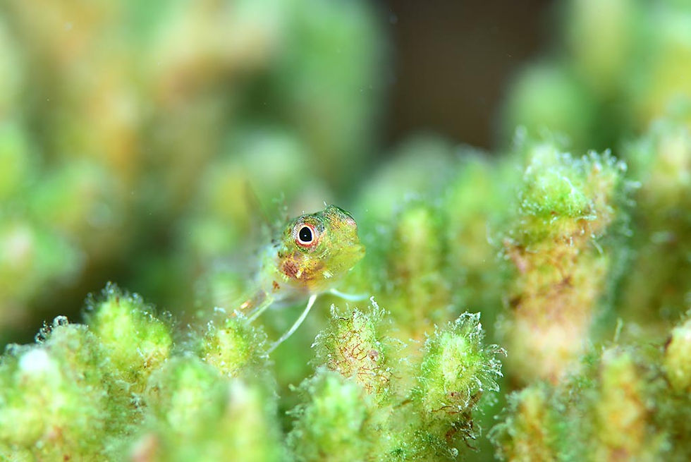 ヘビギンポの仲間