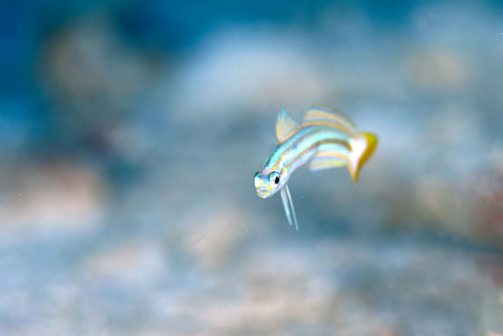 スジクロユリハゼ幼魚（石垣島）