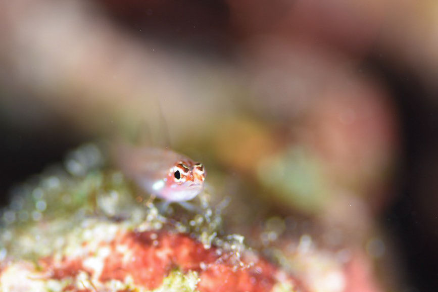 シズクイソハゼ