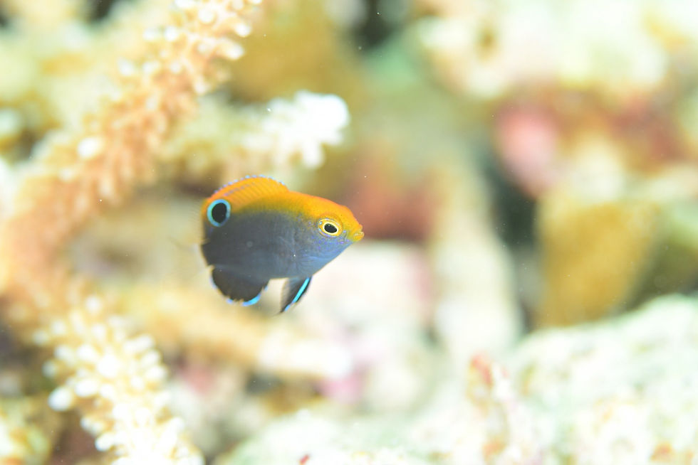オジロスズメダイ幼魚