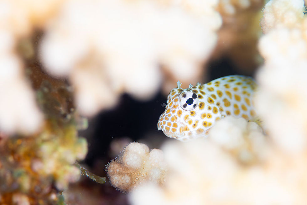 セダカギンポ幼魚