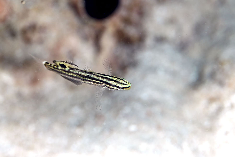 キンセンハゼ幼魚