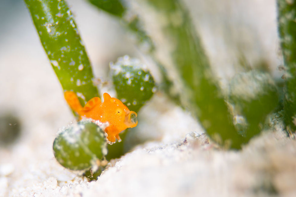 イロカエルカンコウ幼魚(石垣島)