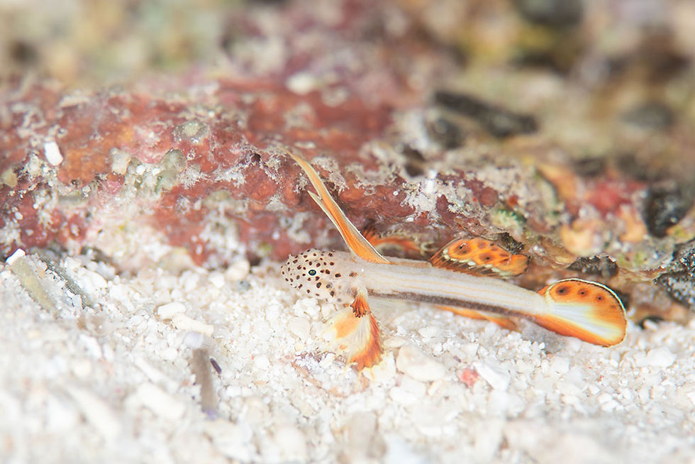 ホムラハゼ(石垣島)