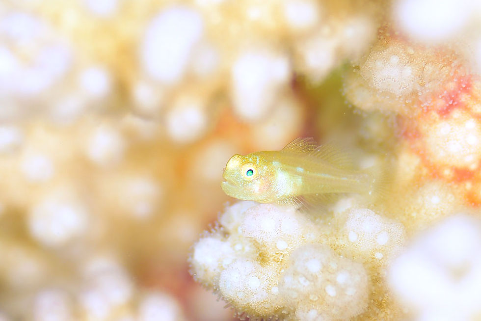 ダルマハゼsp幼魚