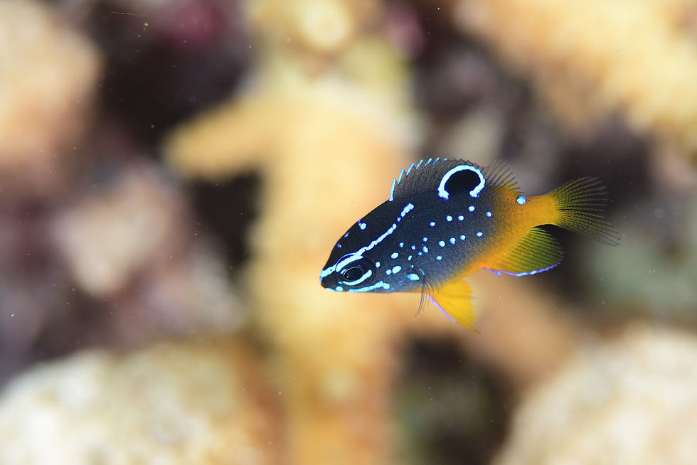 スズメダイモドキ幼魚