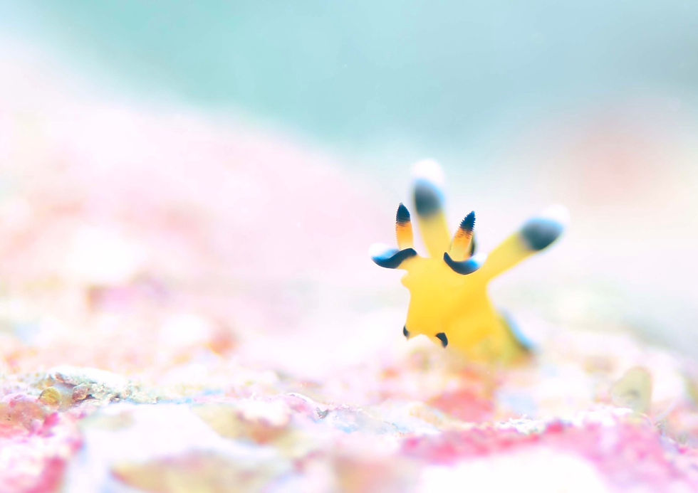 ウデフリツノザヤウミウシ