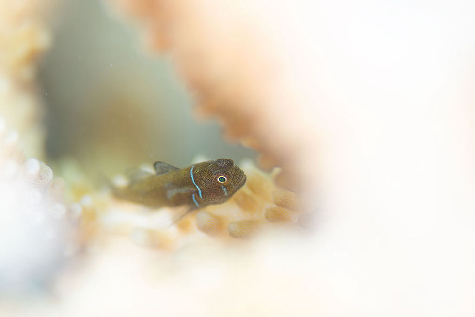 レモンコーラルゴビー幼魚