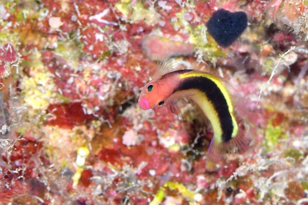 オビキヌハダタナバ夕メギス(撮影/石垣島)