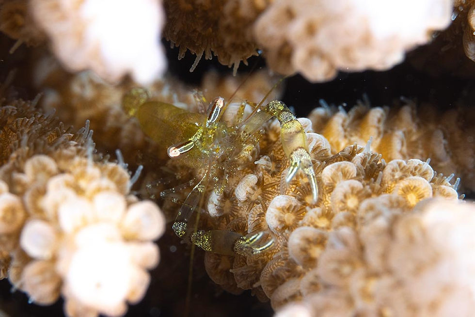 テンボウカクレエビ(石垣島)