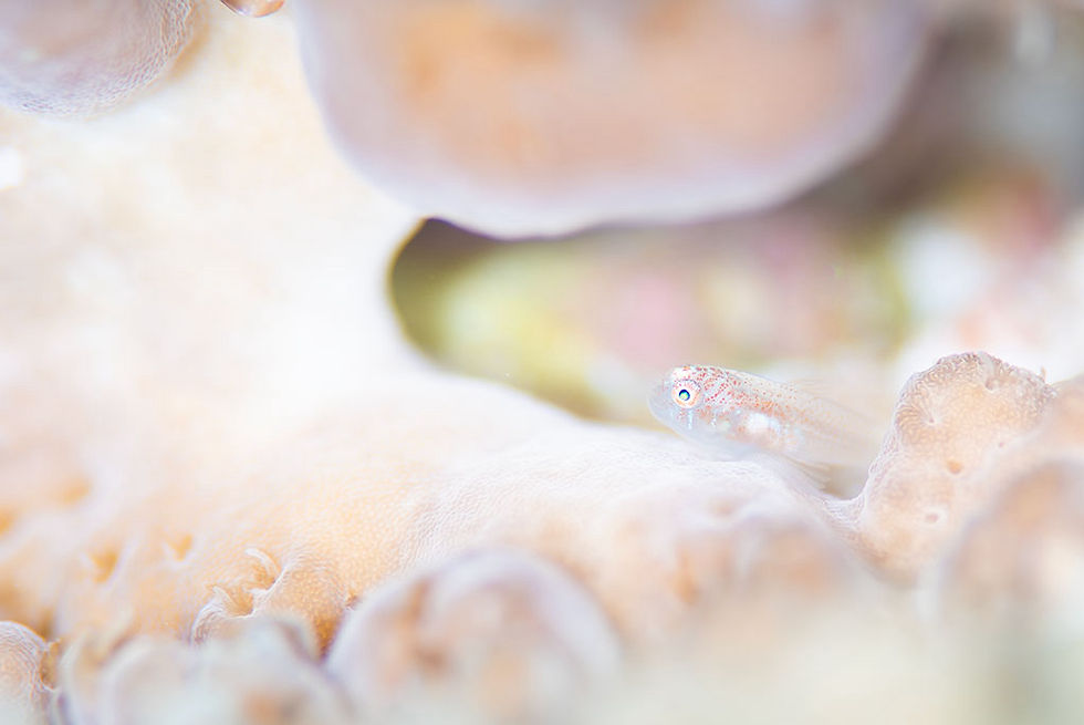 アワイロコバンハゼ幼魚