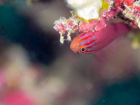 ストライプヘッドドワーフゴビー