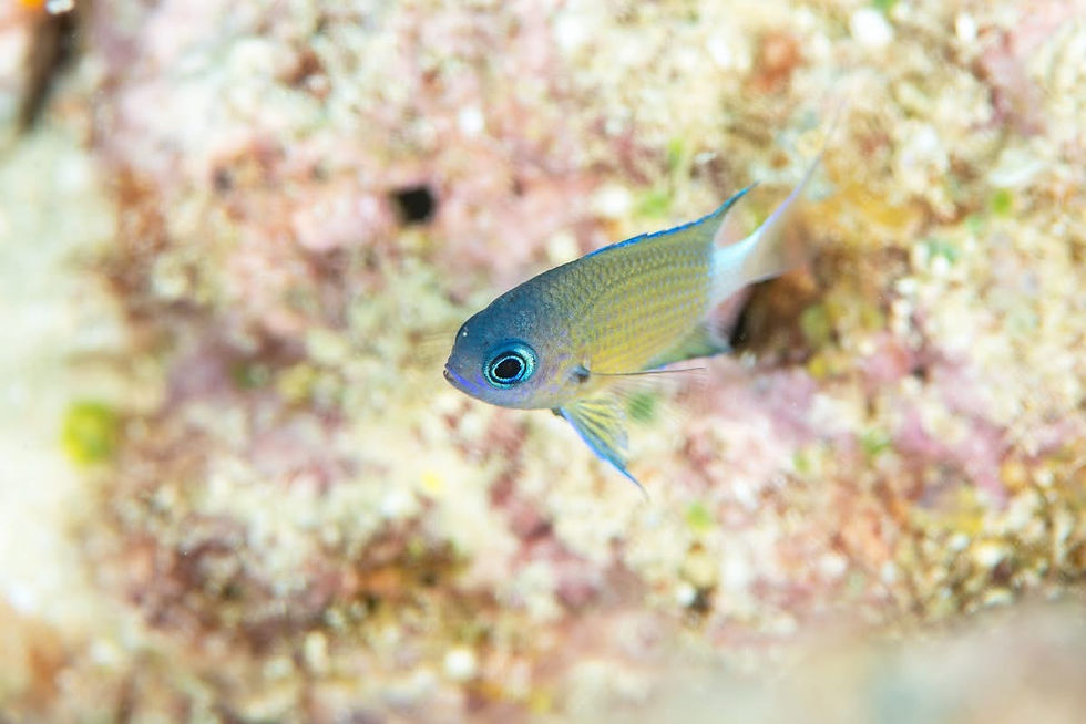 オナガスズメダイ幼魚