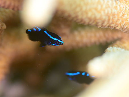 7月14日石垣島ダイビング