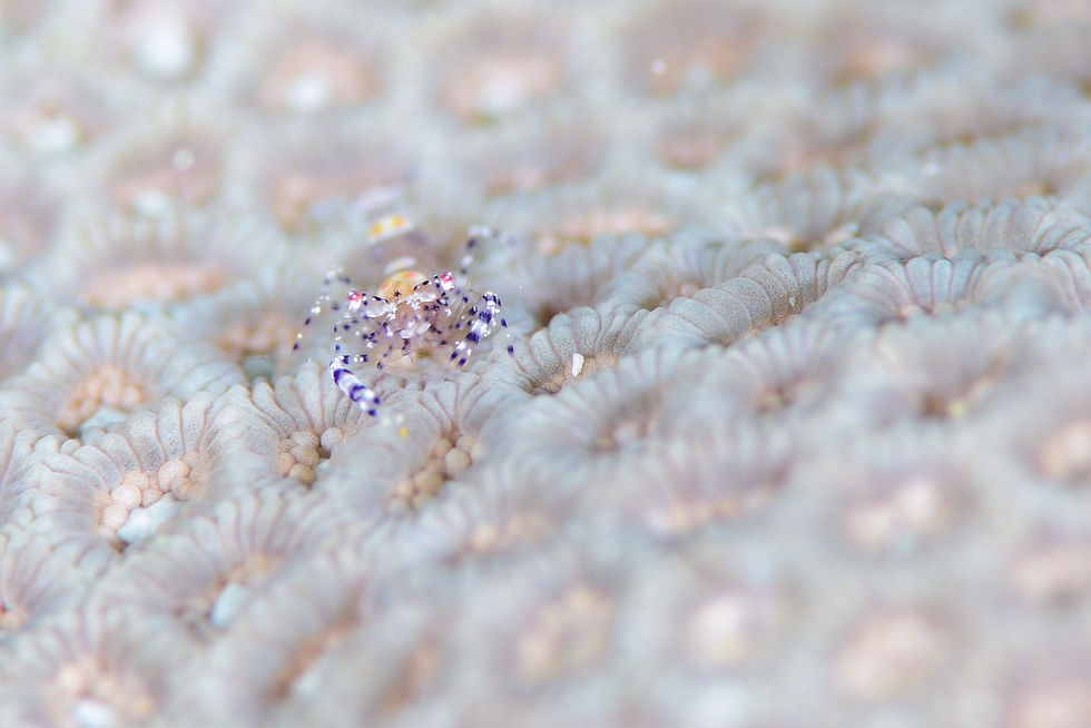 ヒメイソギンチャクエビsp