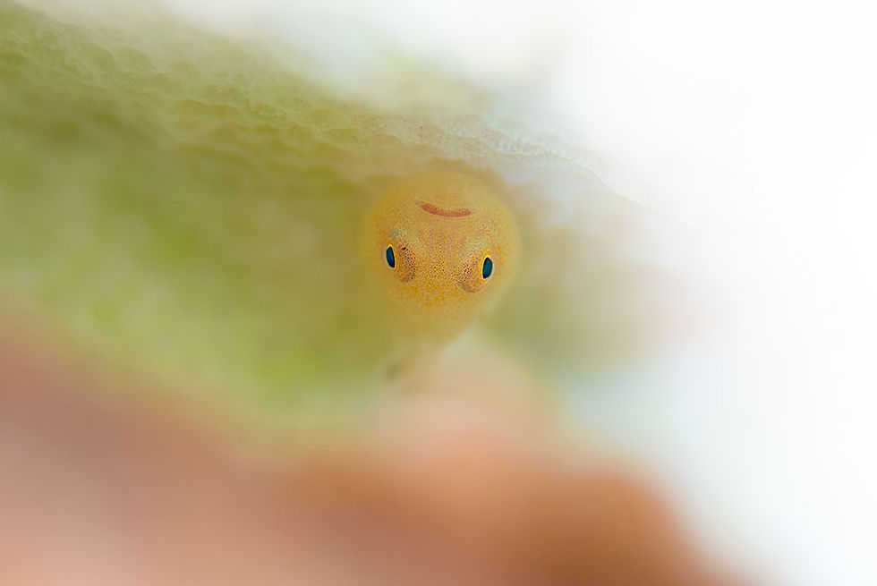 カサイダルマハゼ幼魚