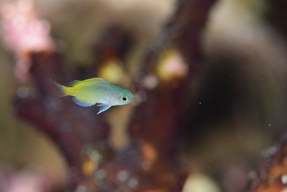アサドスズメダイ幼魚