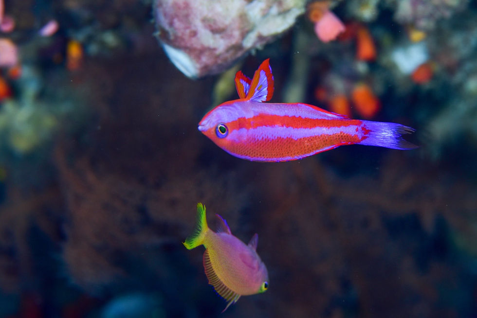 今年初の魅惑の深場へ