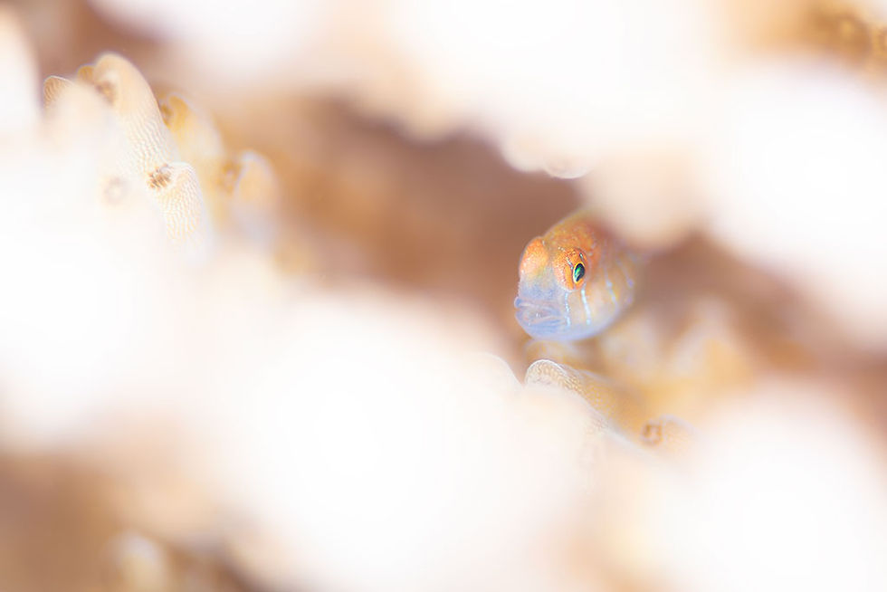 タスジコバンハゼ幼魚