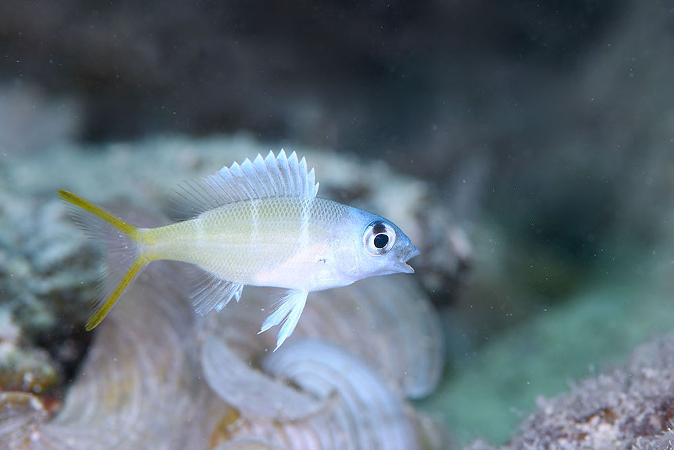 カグツチヨコシマクロダイ幼魚(石垣島)