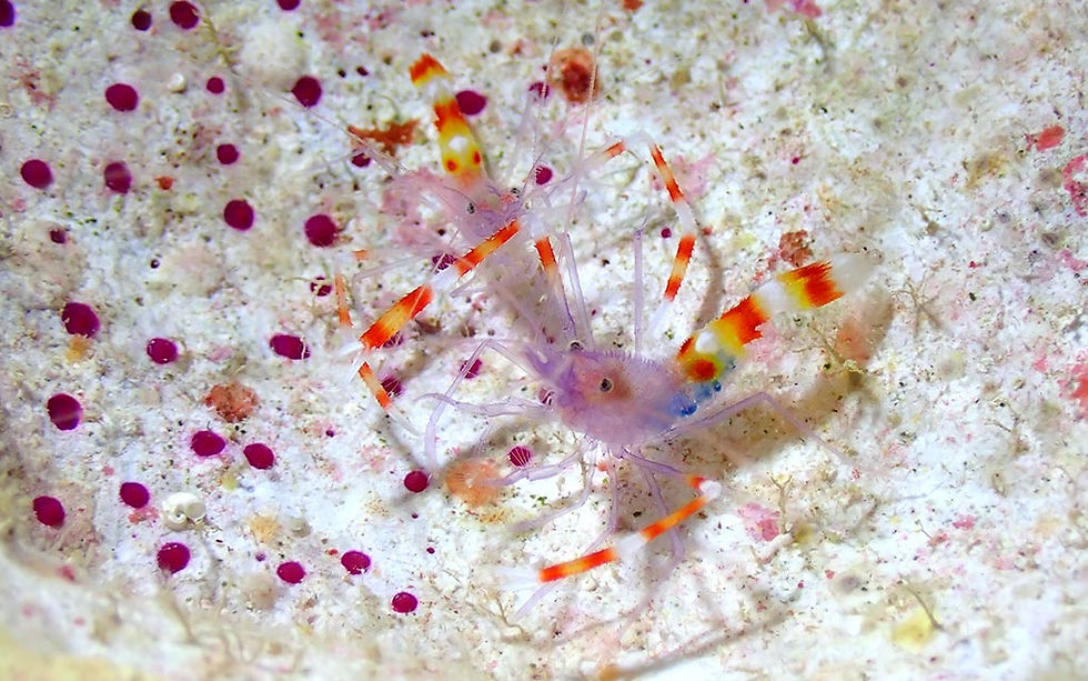 12月6日石垣島ダイビング