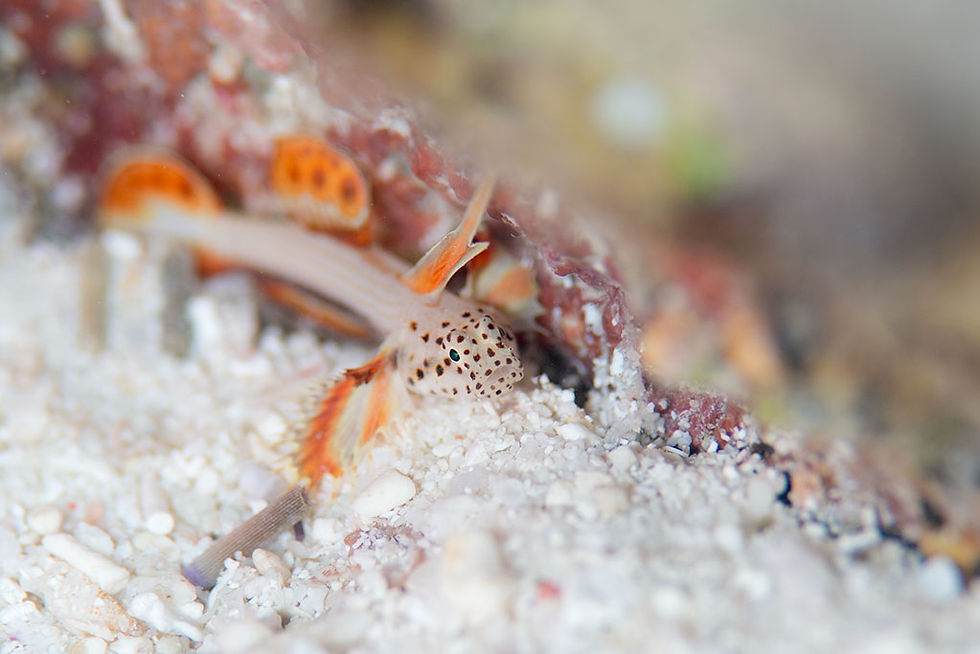 ホムラハゼ(石垣島)