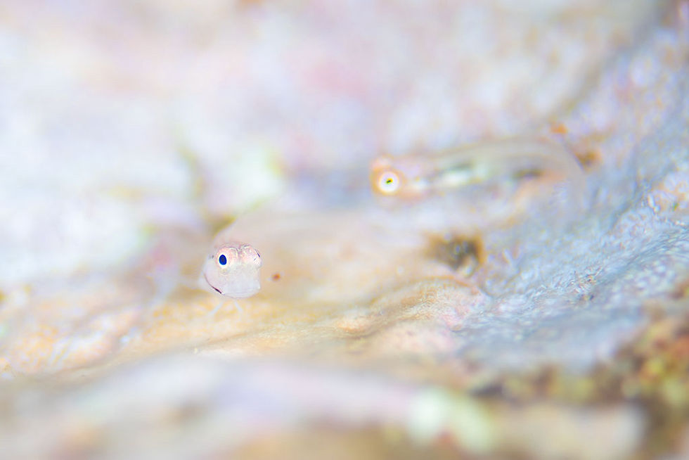 イシガキカエルウオ幼魚