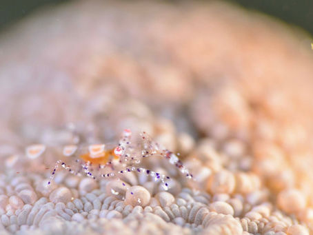 有名ショップさんばかりだね