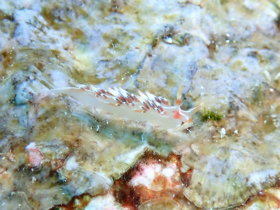 ヒブサミノウミウシ（撮影／ライダーナオちゃん）