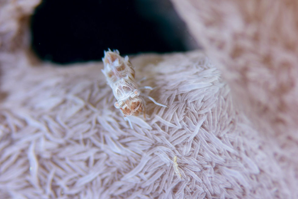 マルミカクレモエビ