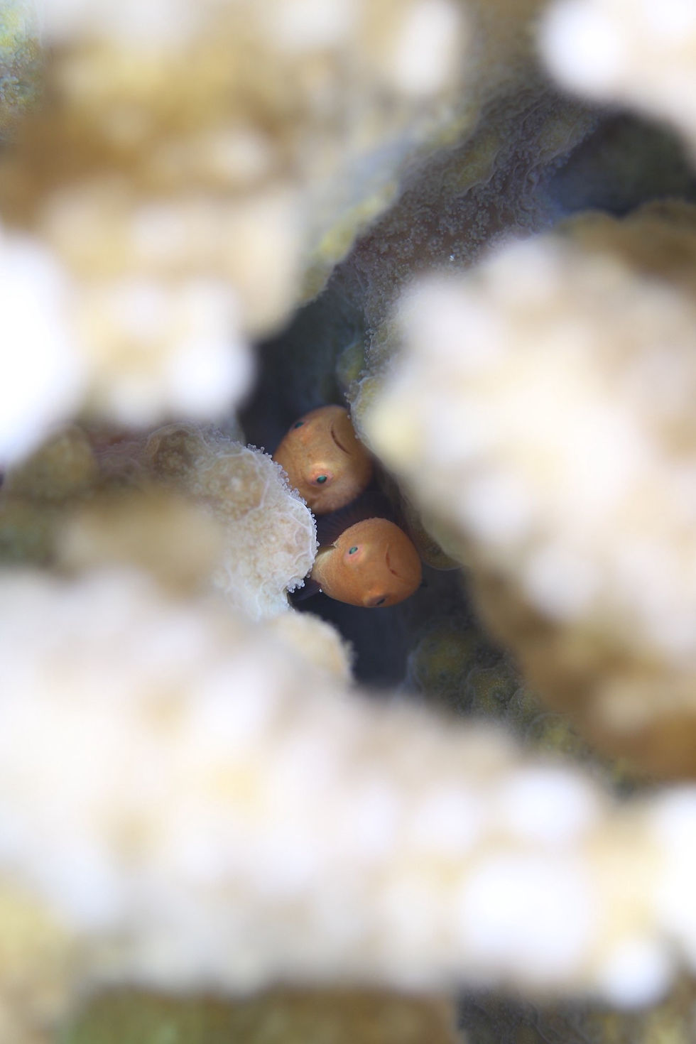 パンダダルマハゼのペア（撮影／酒盗さん）