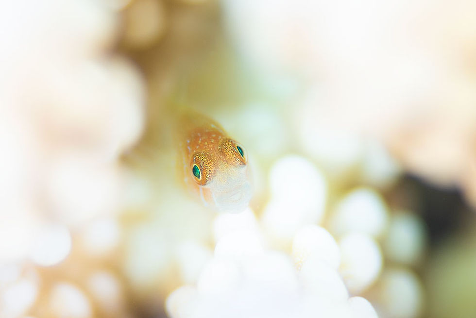 コバンハゼの仲間幼魚